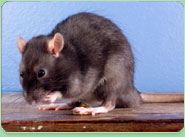 rat control Heston